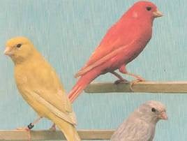 En los años 40 la afición a la canaricultura fue 'in crescendo'.