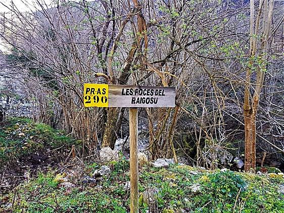 Señalizada como PR AS-290, la ruta de les foces del Raigosu está plagada de agua, hayas, flora, trinos y -ya en lo alto del valle- buenas vistas hacia los cordales de la zona