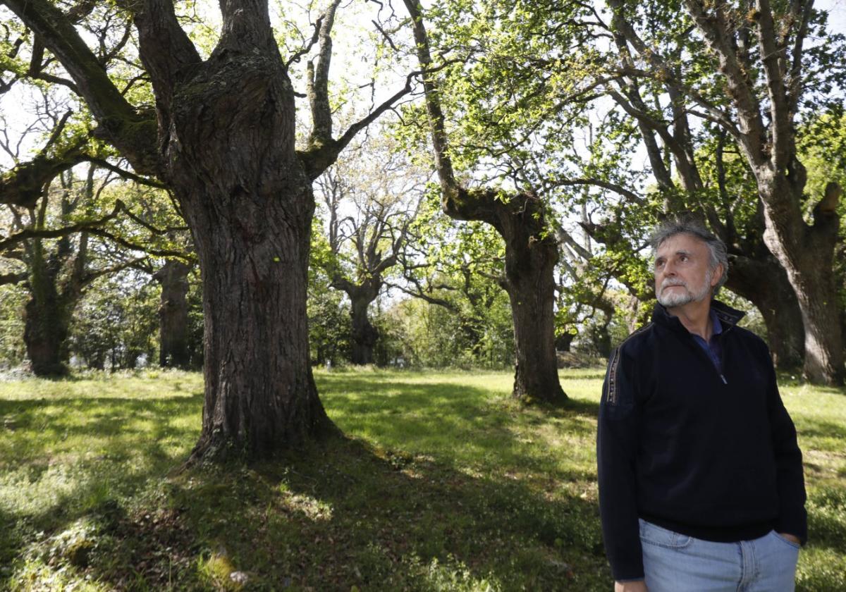 Luis Miguel Álvarez, en la Carbayera del Tragamón. A un lado, 'Centarium somedanum', especie amenazada.