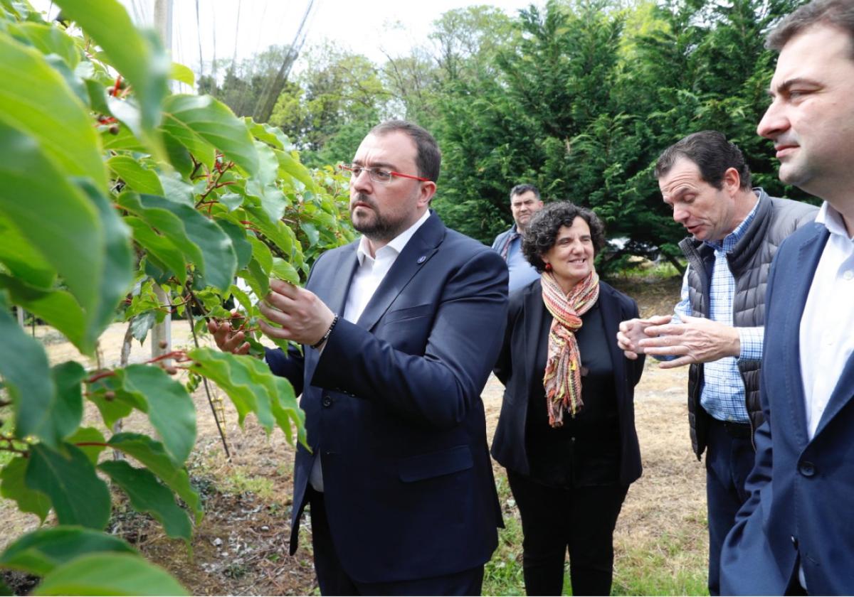 Barbón se interesa por una planta de kiwi en presencia del alcalde de Salas, Sergio Hidalgo, mientras Rafael Olivo, propietario de kiwis La Rodriga, explica a la consejera Berta Piñán un aspecto del cultivo del kiwi.