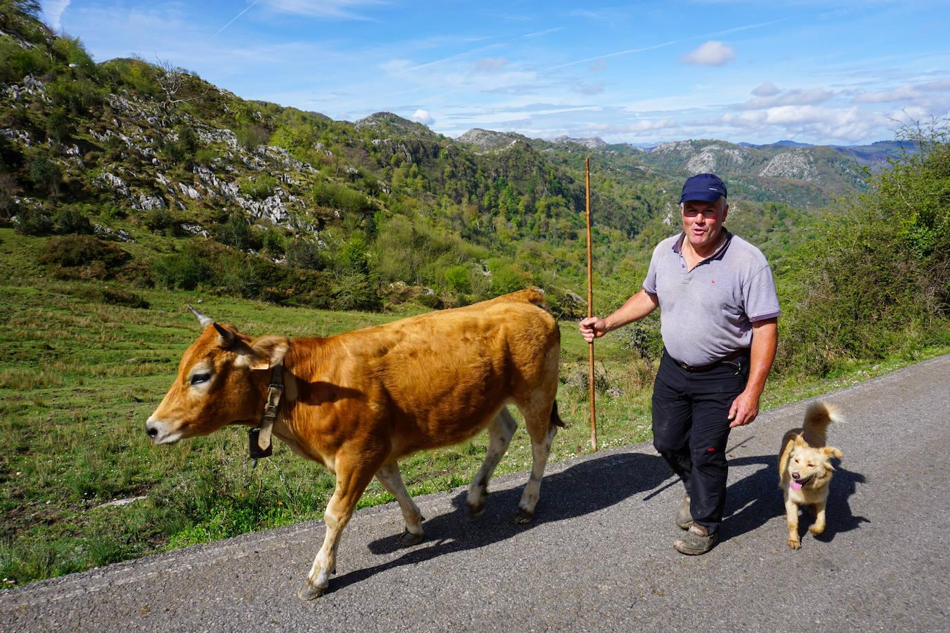 El ganado abre la temporada de pastos en Covadonga