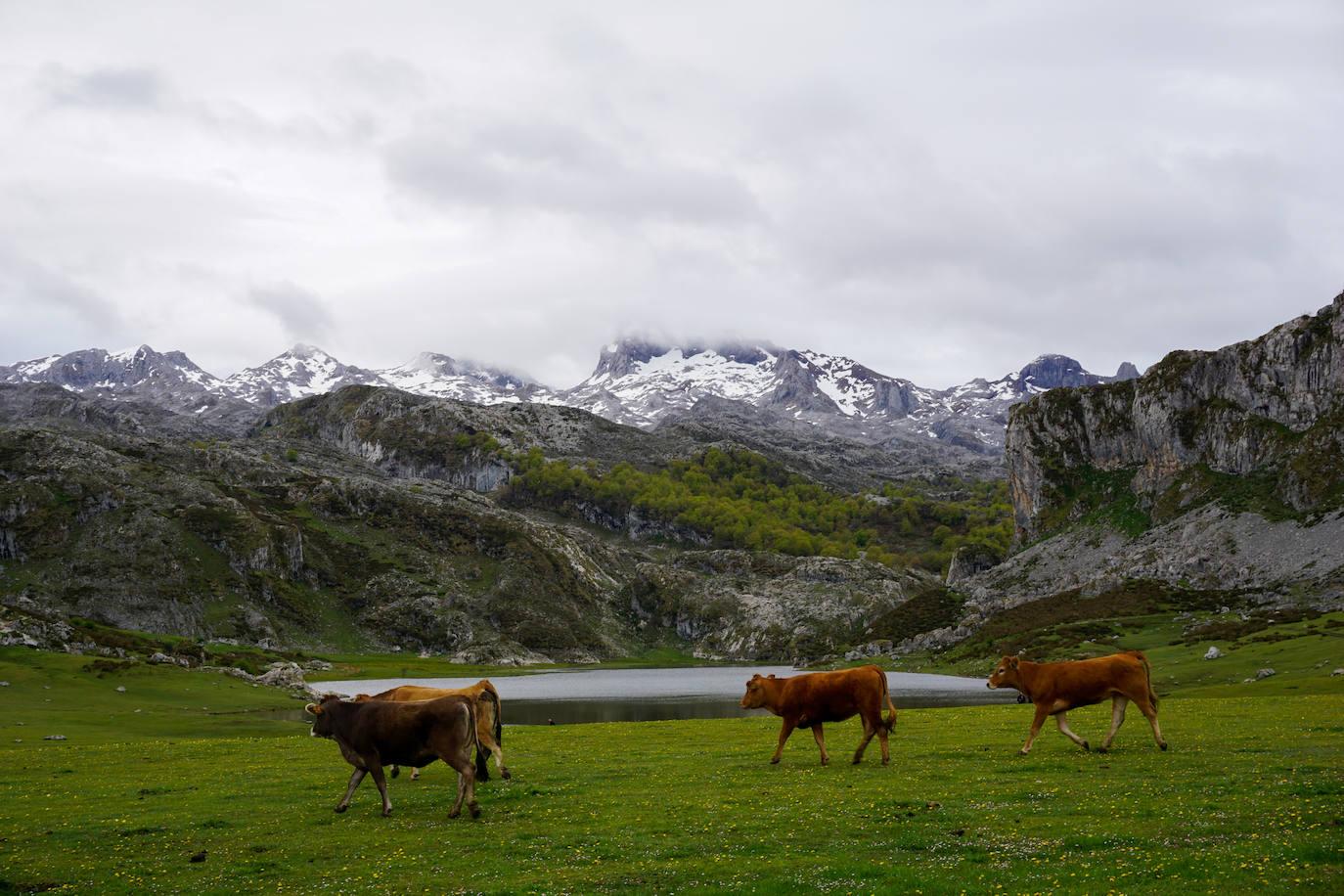 El ganado abre la temporada de pastos en Covadonga