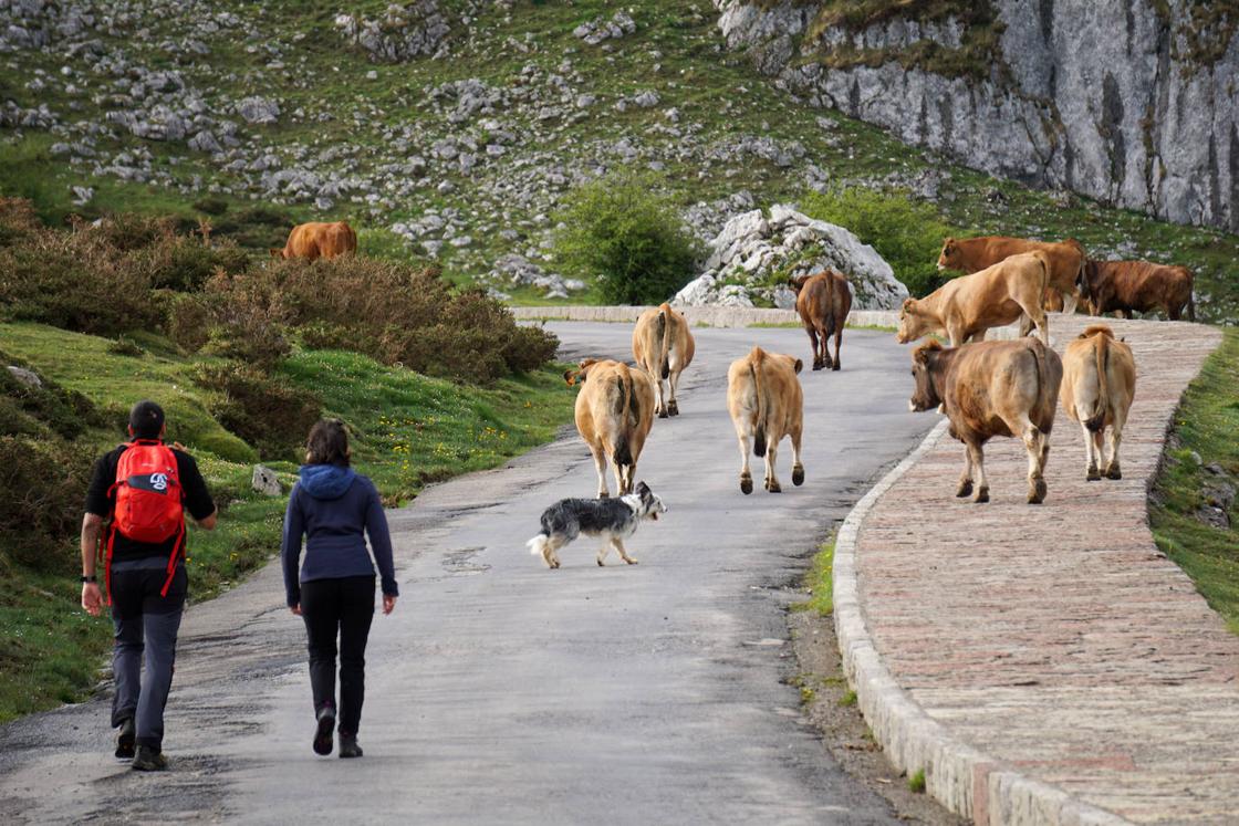 El ganado abre la temporada de pastos en Covadonga