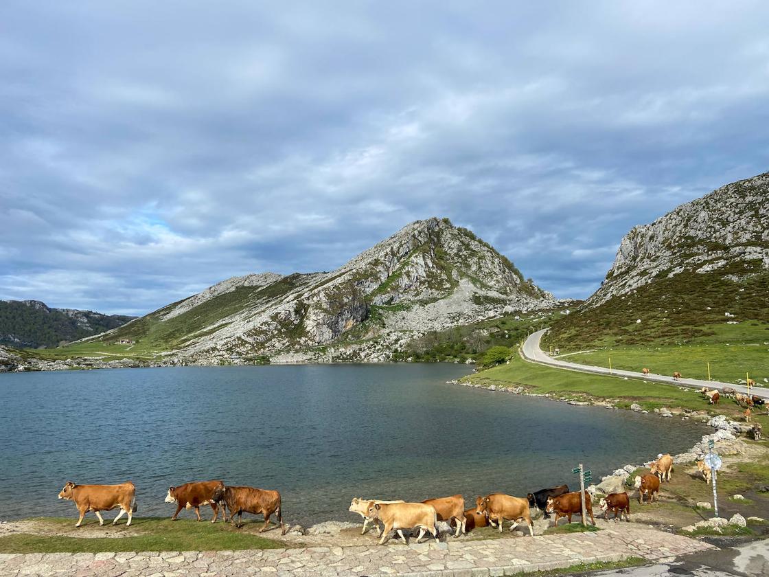 El ganado abre la temporada de pastos en Covadonga