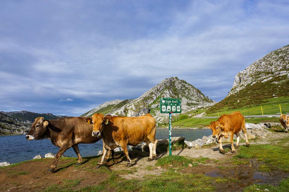 El ganado abre la temporada de pastos en Covadonga