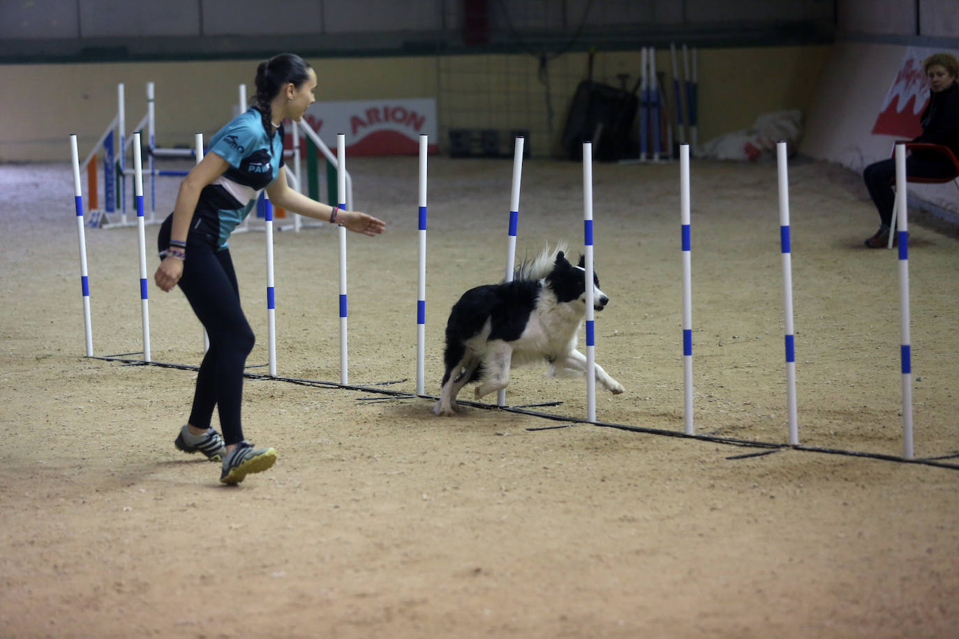 Saltos caninos en el centro ecuestre El Asturcón