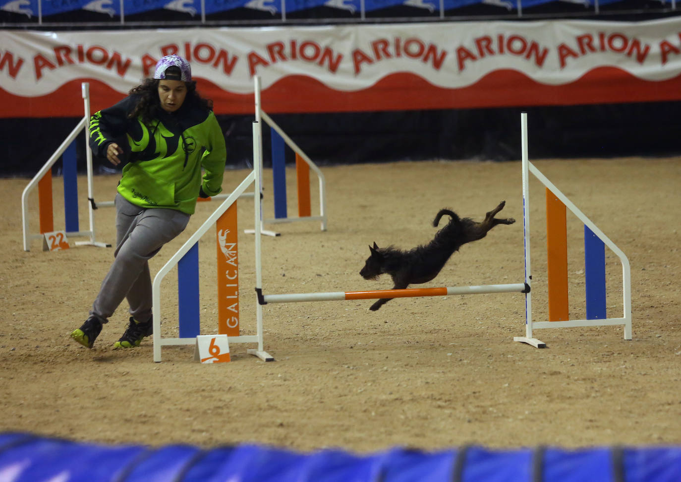 Saltos caninos en el centro ecuestre El Asturcón