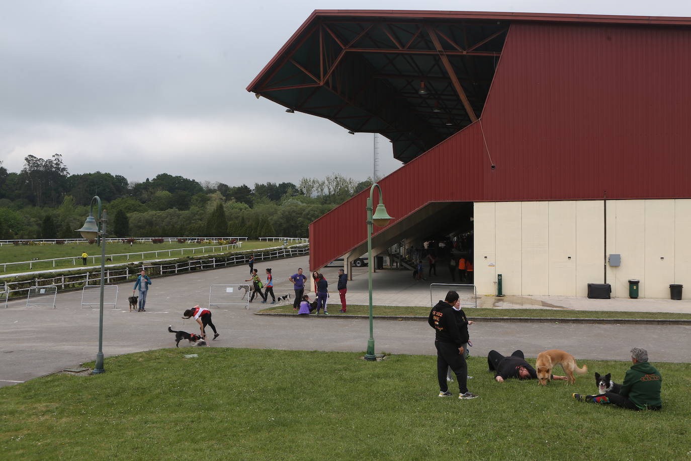 Saltos caninos en el centro ecuestre El Asturcón