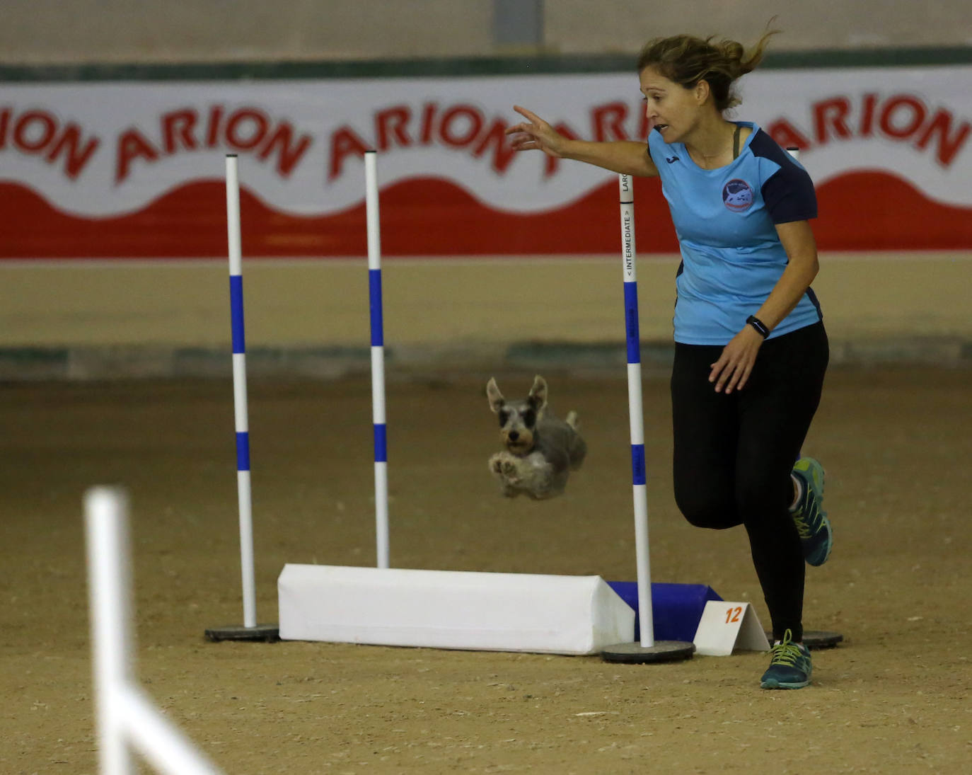 Saltos caninos en el centro ecuestre El Asturcón