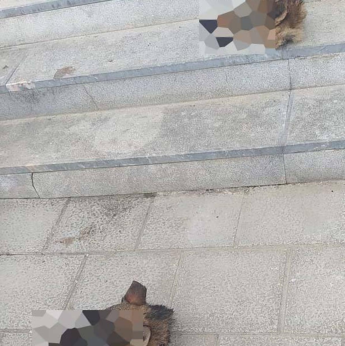 Las dos cabezas de lobo que aparecieron ayer en las escaleras del Ayuntamiento de Ponga.
