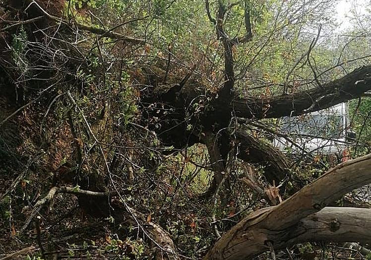 Imagen principal - Un taxista de Grado sobrevive «de milagro» tras caerle un árbol encima y aplastar su coche