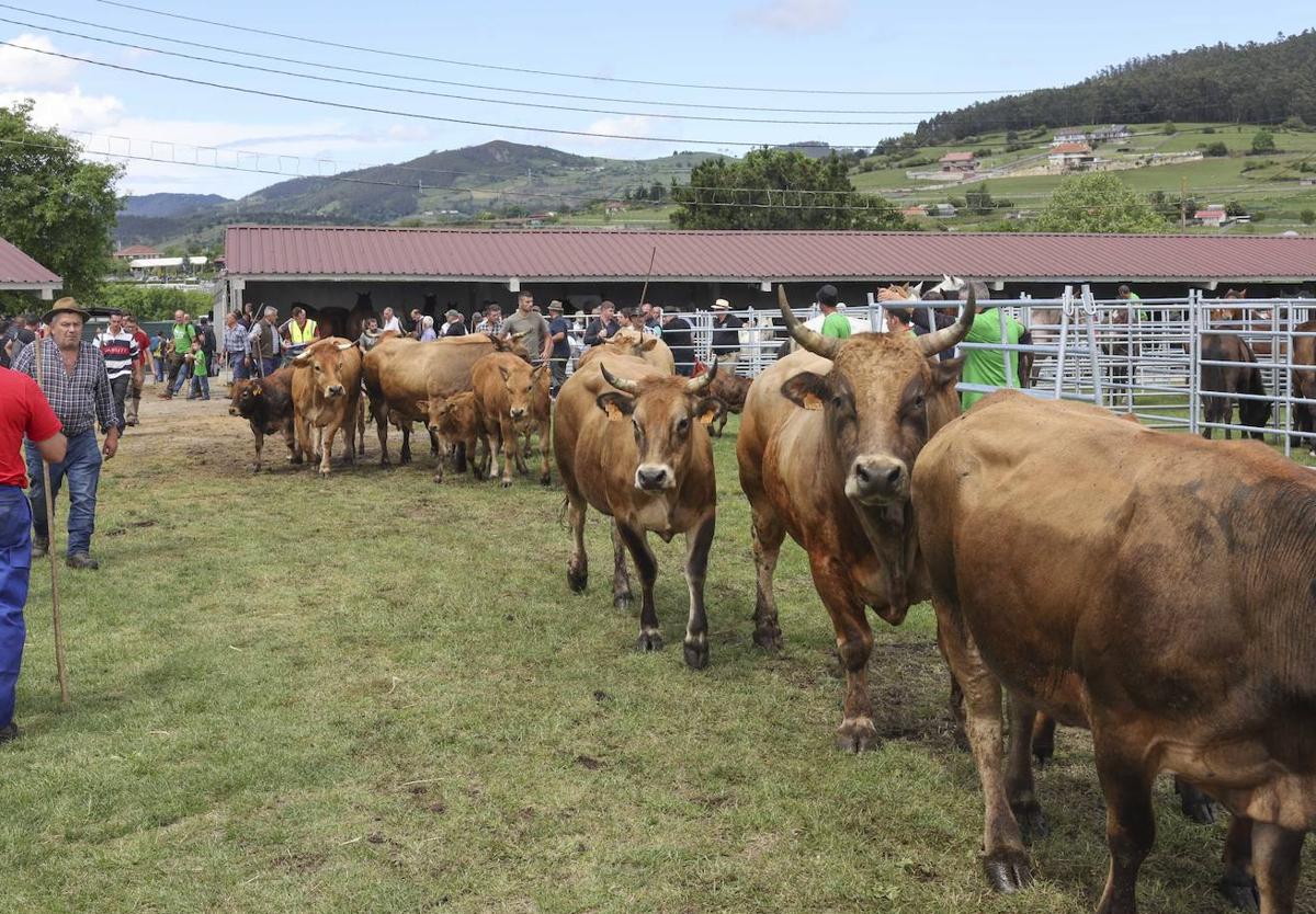 La raza asturiana de los valles fue una de las grandes protagonistas en el recinto de Ables.