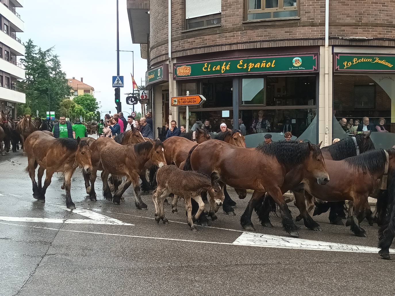 Desfile de carros y ganado en la feria de San Isidro de Llanera