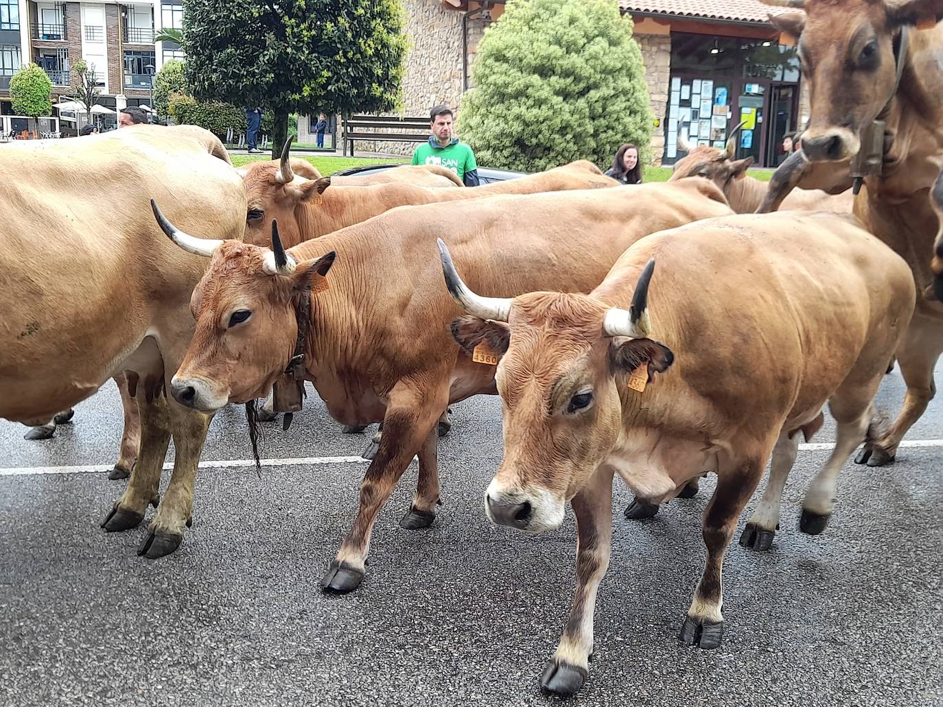 Desfile de carros y ganado en la feria de San Isidro de Llanera