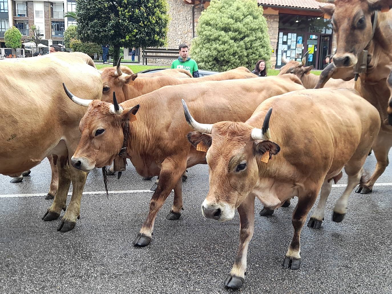 Desfile de carros y ganado en la feria de San Isidro de Llanera