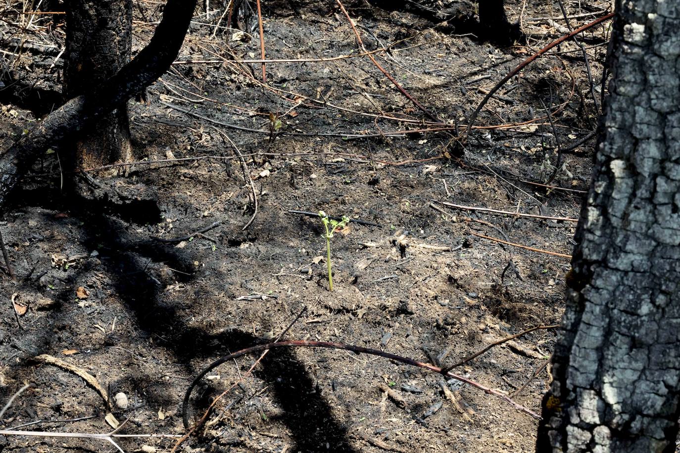 La naturaleza se abre paso entre las cenizas en el Naranco