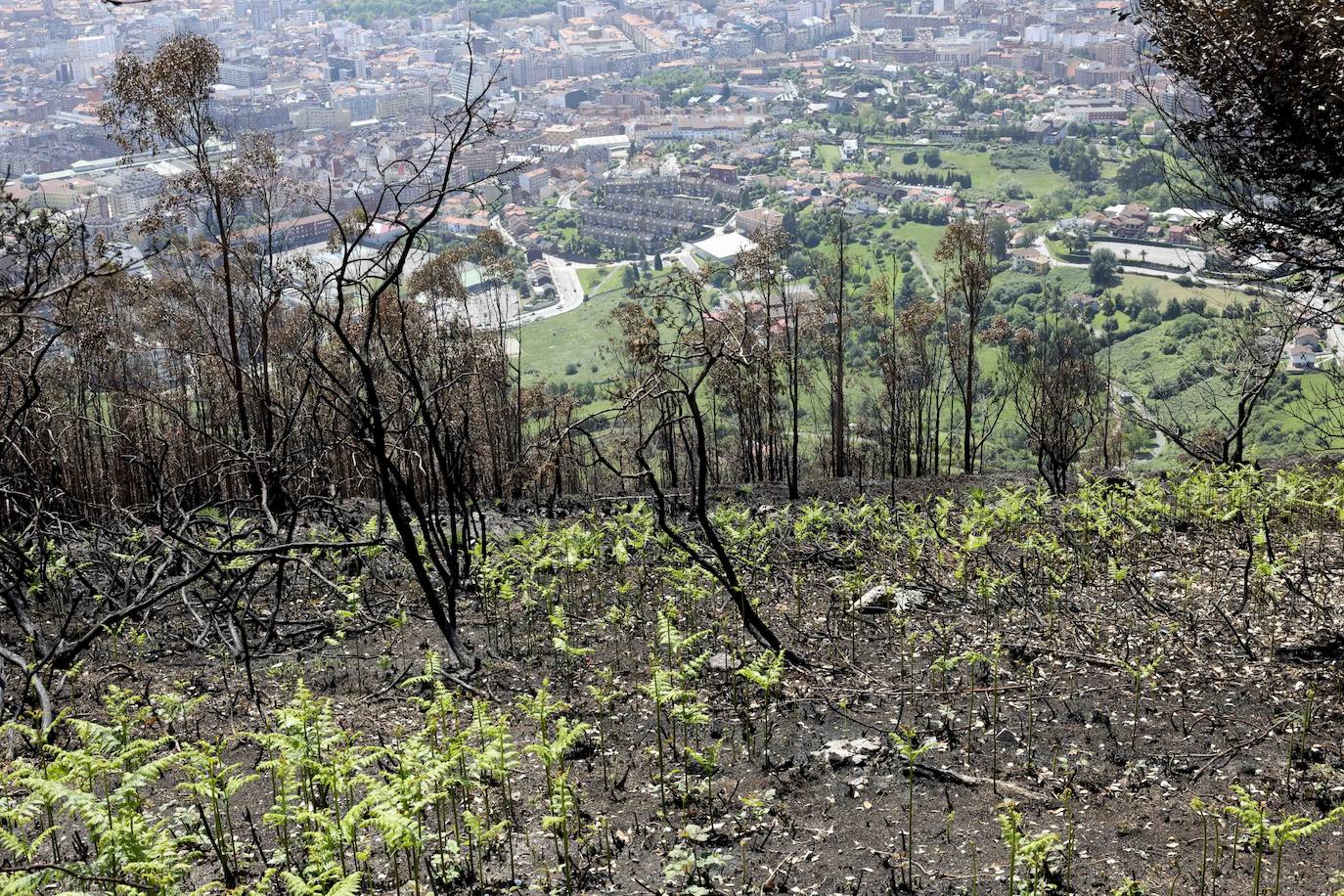 La naturaleza se abre paso entre las cenizas en el Naranco