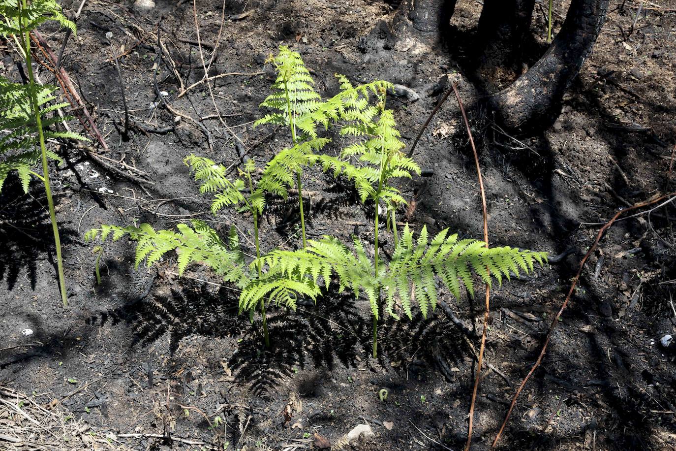 La naturaleza se abre paso entre las cenizas en el Naranco