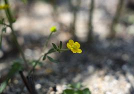 La naturaleza se abre paso entre las cenizas en el Naranco