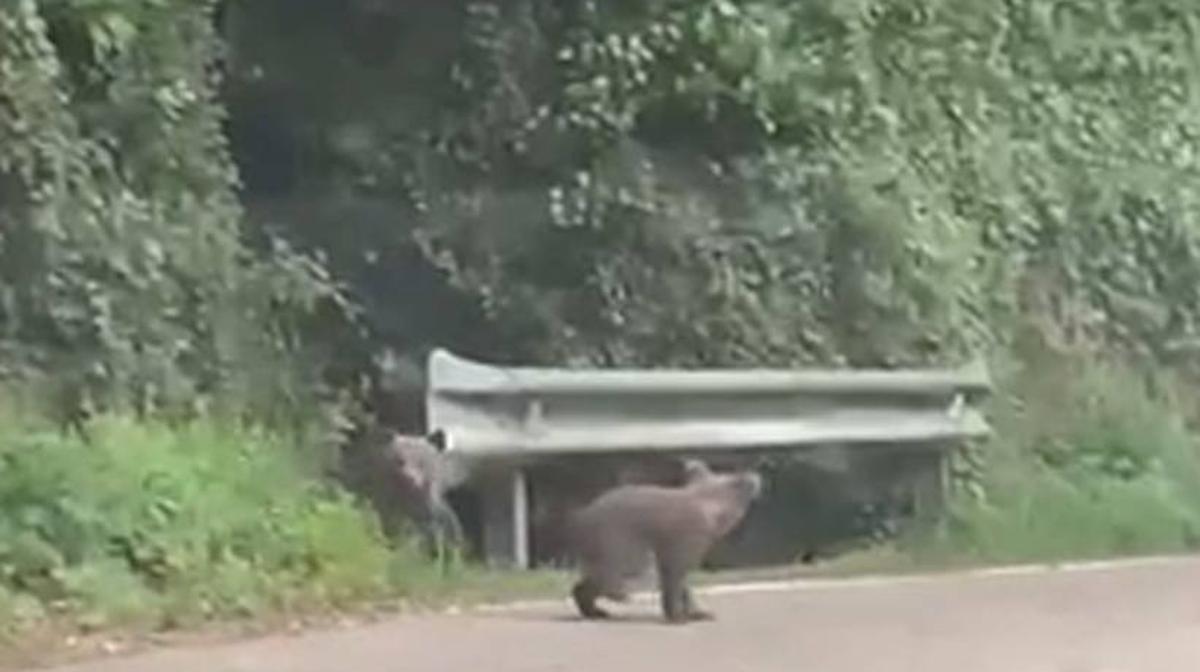 Vídeo: las impresionantes imágenes de dos oseznos jugando en una carretera de Somiedo