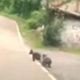 Vídeo: las impresionantes imágenes de dos oseznos jugando en una carretera de Somiedo