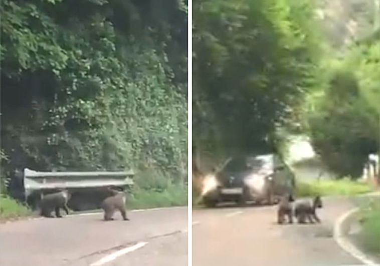 «Estas son las semanas en las que más fácil es ver a los osos en Asturias»