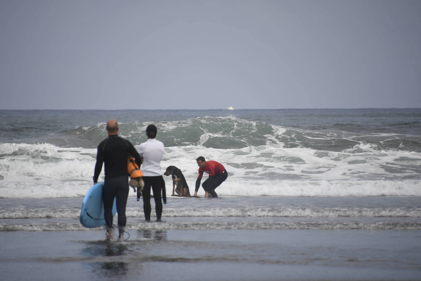 Así ha sido el campeonato europeo de surf para perros en Salinas