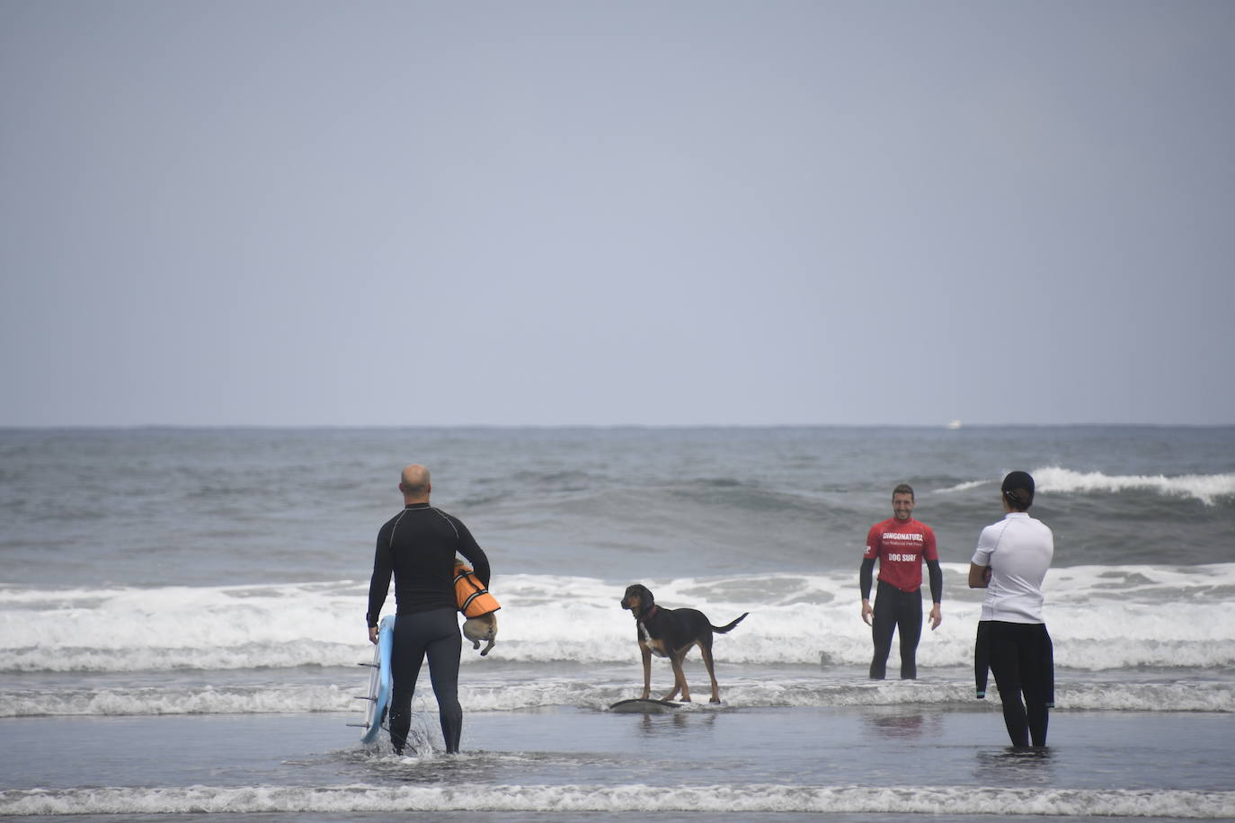 Así ha sido el campeonato europeo de surf para perros en Salinas