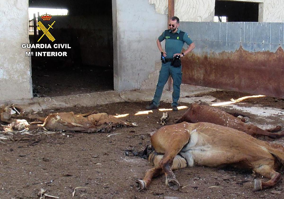 Investigado por maltrato animal al tener 31 caballos muertos en una granja de Murcia.