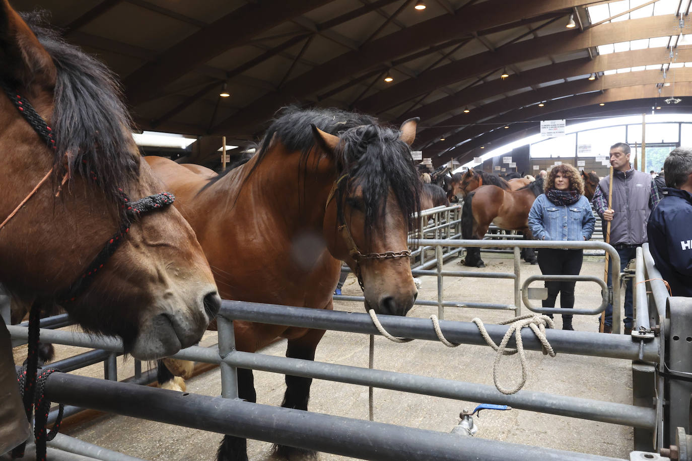 Espectaculares caballos en el Concurso de Ganado Equino de Siero