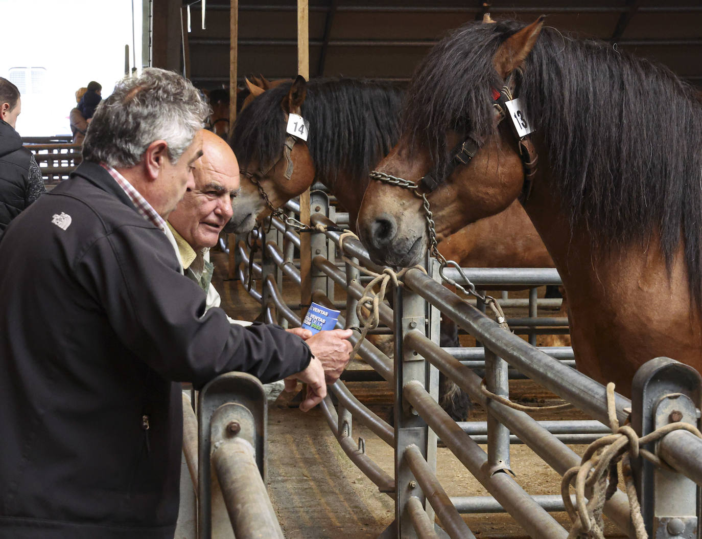 Espectaculares caballos en el Concurso de Ganado Equino de Siero