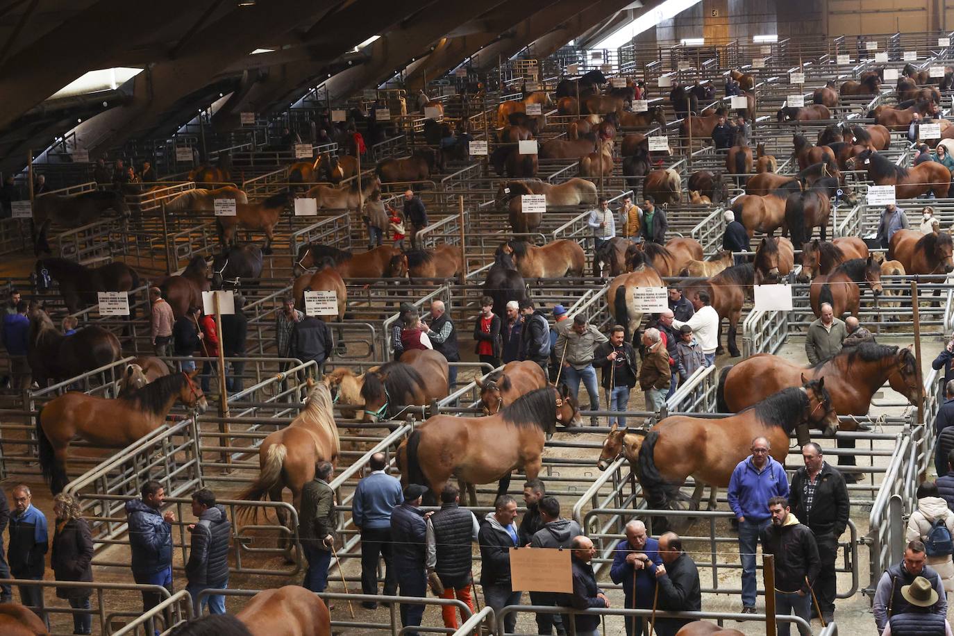 Espectaculares caballos en el Concurso de Ganado Equino de Siero