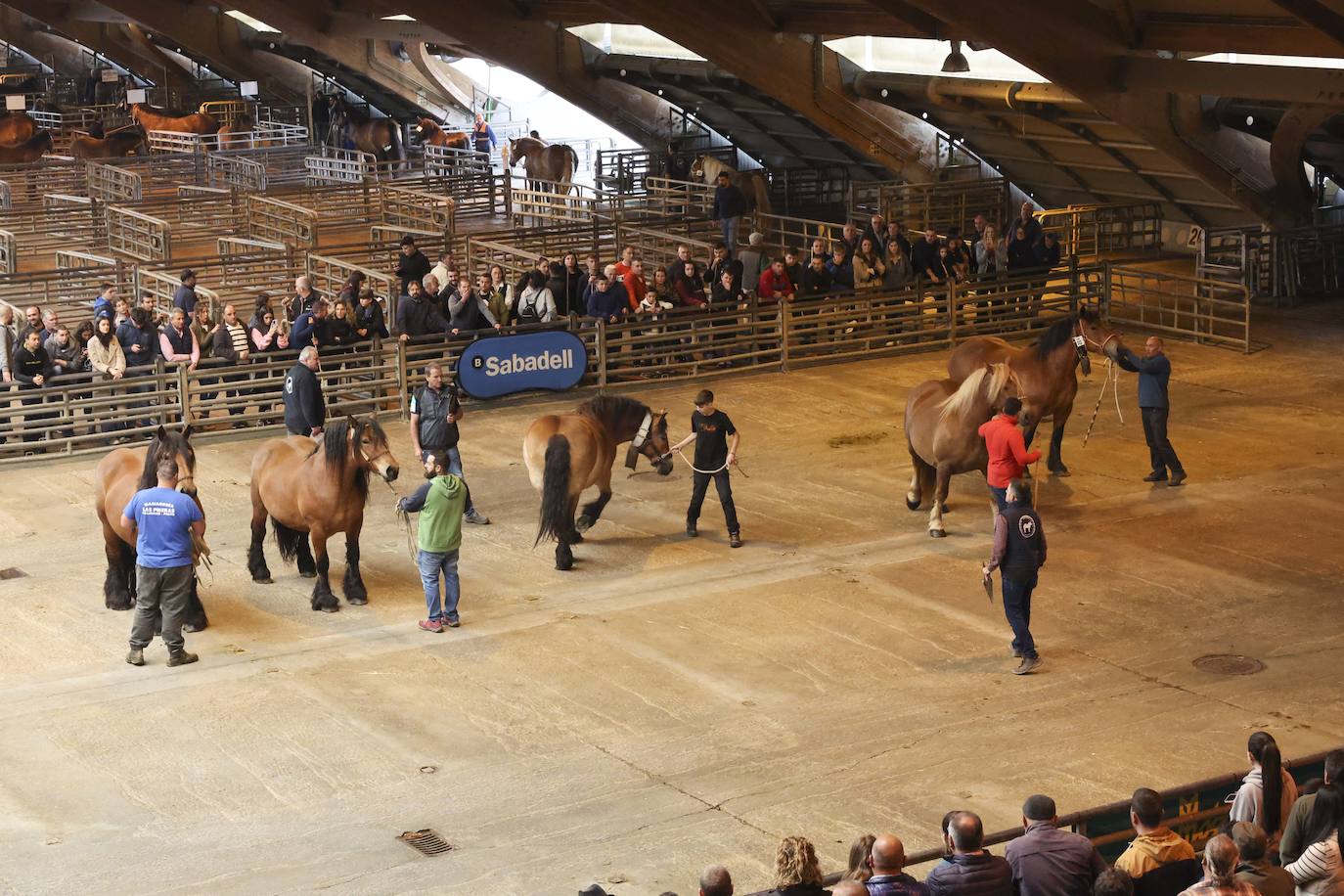 Espectaculares caballos en el Concurso de Ganado Equino de Siero