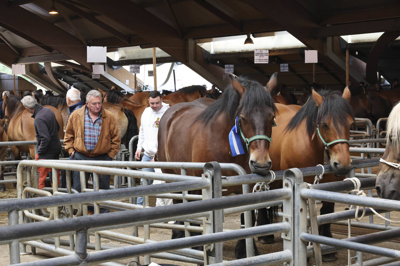 Espectaculares caballos en el Concurso de Ganado Equino de Siero