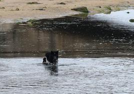 La mujer intentando que el perro salga del río Piles.