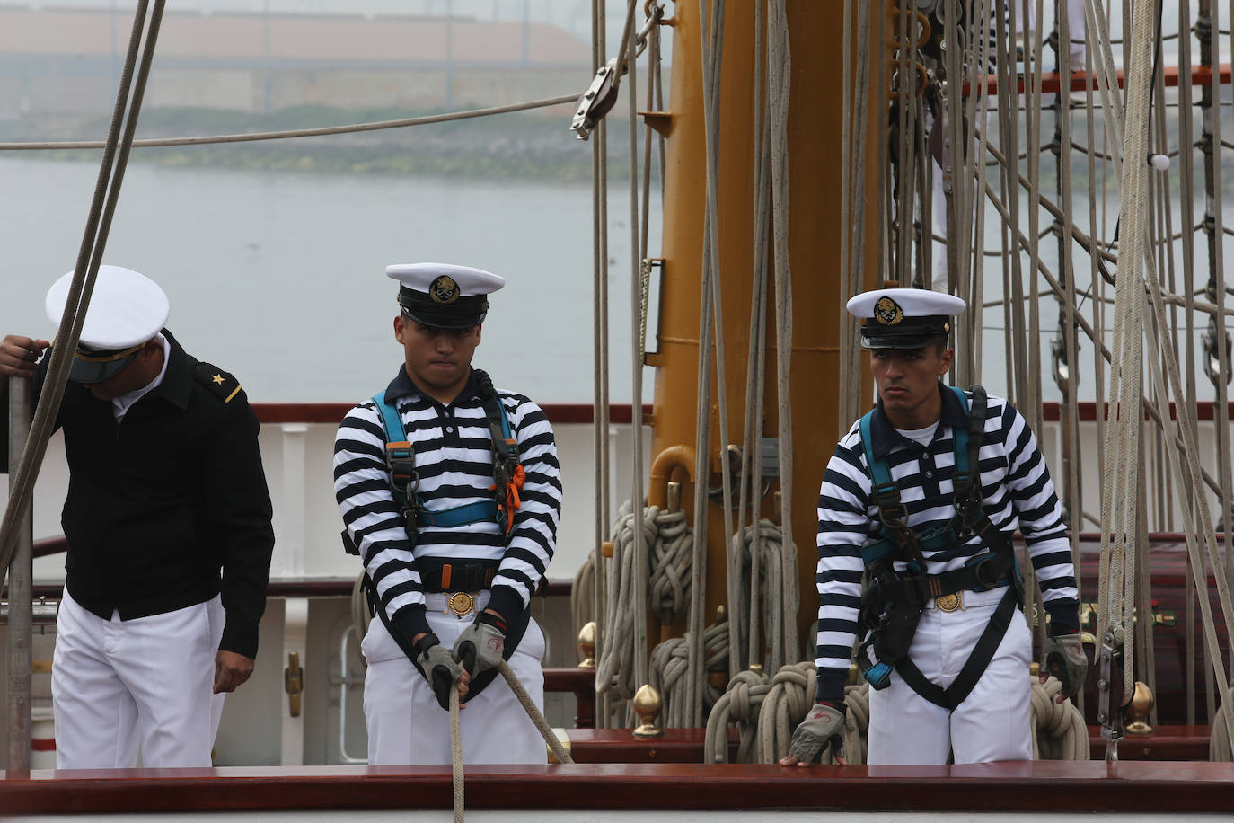 El &#039;caballero de los mares&#039; despliega su esplendor en Gijón