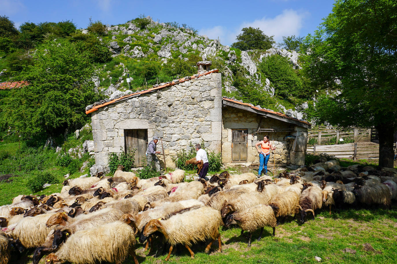 La reciella: 1.086 cabras y ovejas suben a la Montaña de Covadonga