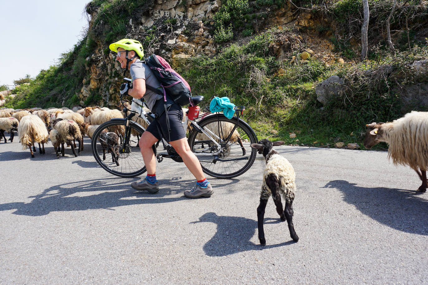 La reciella: 1.086 cabras y ovejas suben a la Montaña de Covadonga