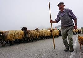 La reciella: 1.086 cabras y ovejas suben a la Montaña de Covadonga
