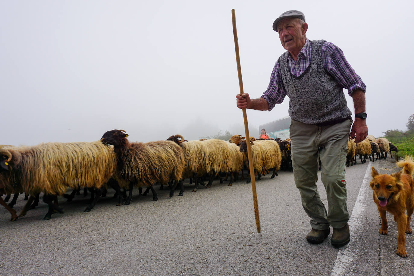 La reciella: 1.086 cabras y ovejas suben a la Montaña de Covadonga