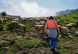 La piloñesa Irene González se estrenó ayer como ayudante en la subida de la reciella.