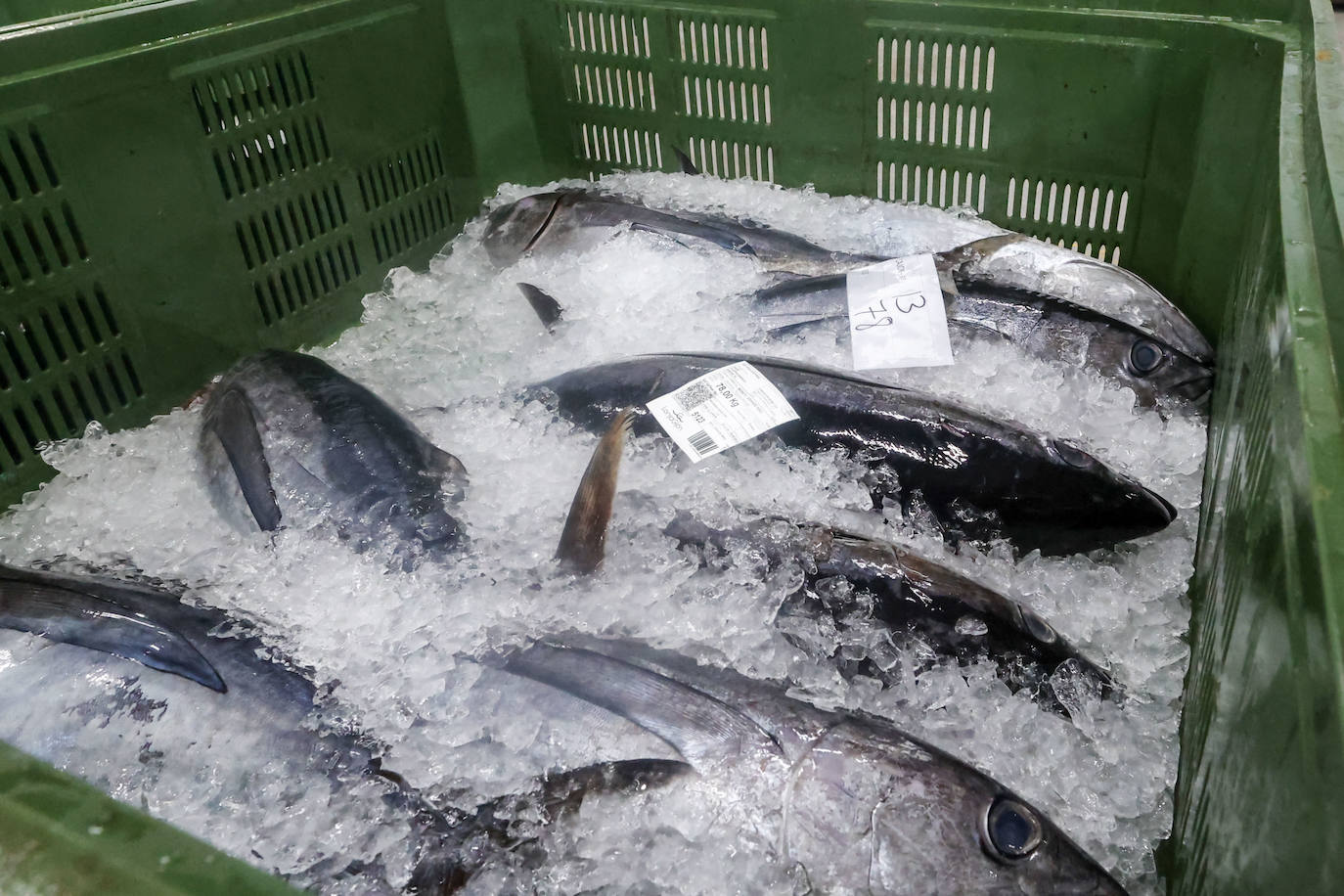 El primer bonito de Gijón, a 14,91 euros el kilo
