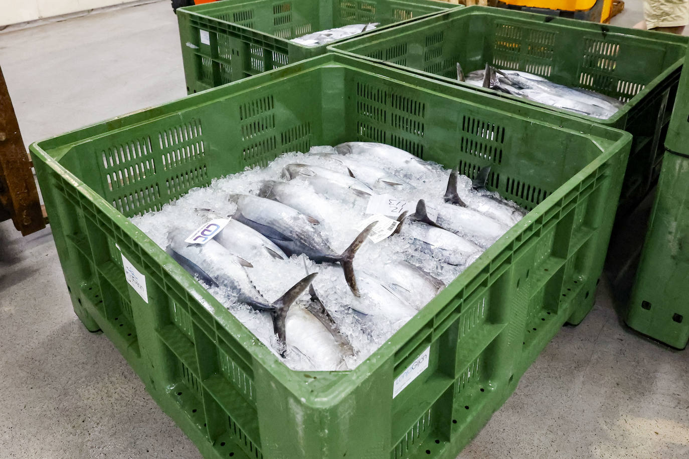 El primer bonito de Gijón, a 14,91 euros el kilo