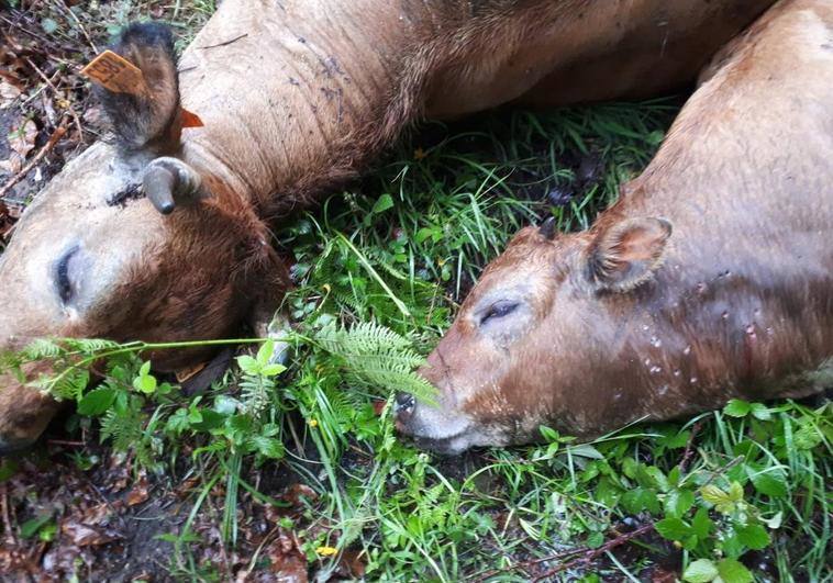 Los afectados por la 'masacre' ganadera de Lena: «Vamos a ir a por todas para frenar esto»