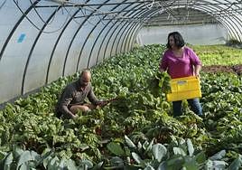 Rodrigo Caunedo e Isabel Fernández con una de las cestas del proyecto 'Caleya' en la finca de Rural Ecolab