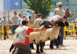 Participantes en el certamen morfológico de oveja suffolk.