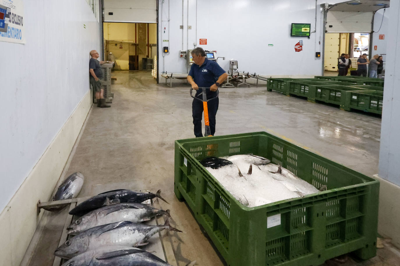 40.000 kilos en la primera gran subasta de bonito en la rula de Gijón
