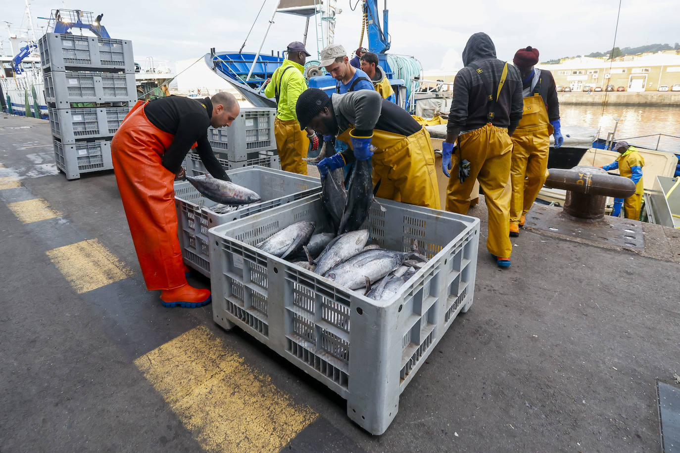 40.000 kilos en la primera gran subasta de bonito en la rula de Gijón
