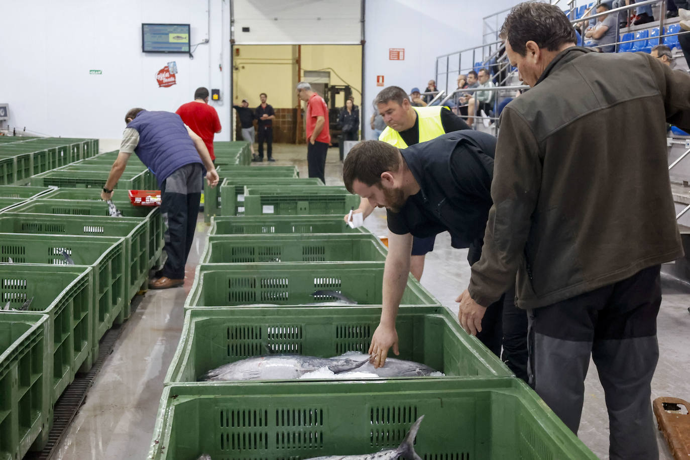40.000 kilos en la primera gran subasta de bonito en la rula de Gijón