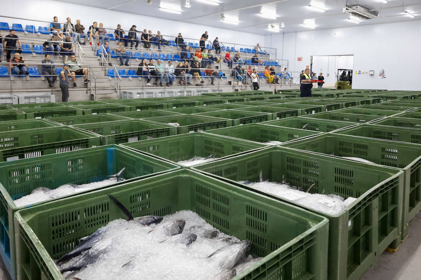 40.000 kilos en la primera gran subasta de bonito en la rula de Gijón